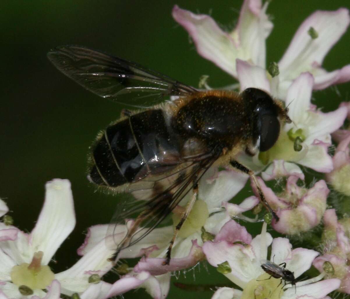 Image of Eristalis rupium Fabricius 1805