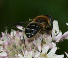 Image of Eristalis rupium Fabricius 1805