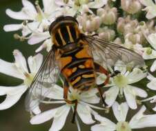 Image of Marsh Hoverfly