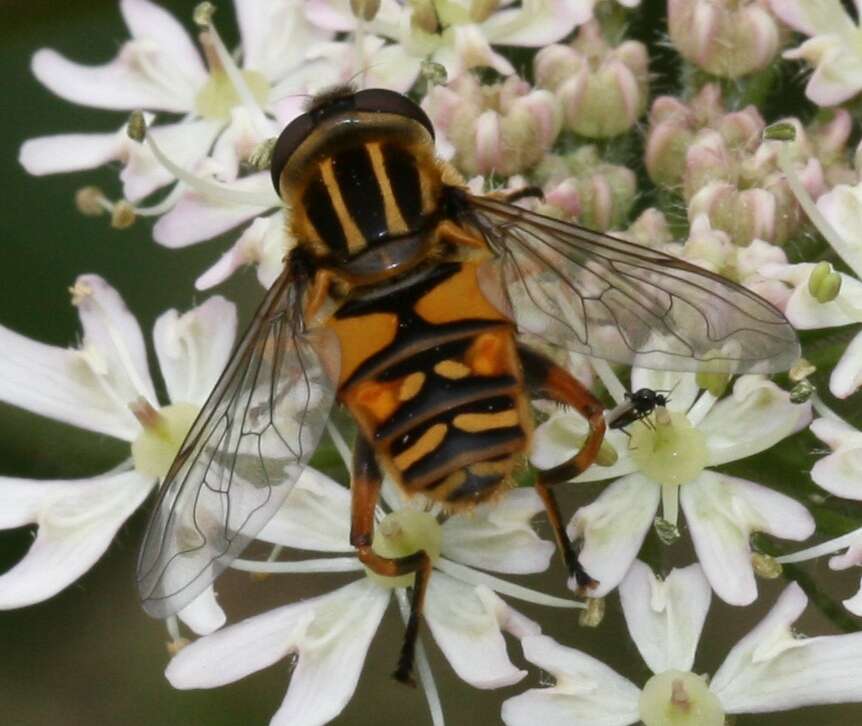 Image of Marsh Hoverfly