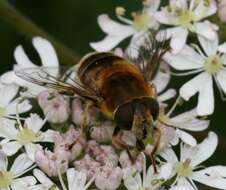 Image of <i>Eristalis nemorum</i>