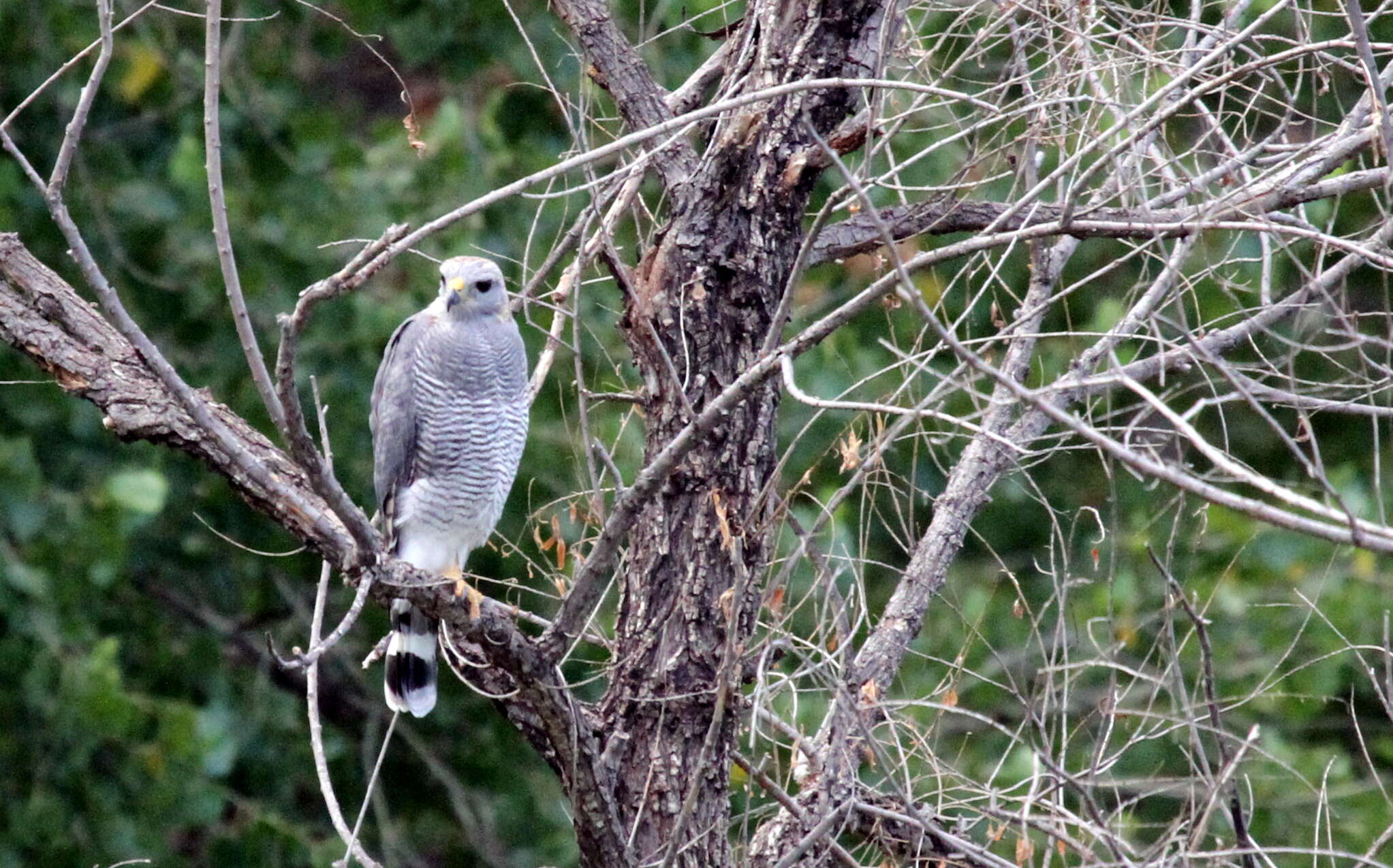 Image of Gray Hawk