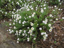 Imagem de Rhodanthe anthemoides (Spreng.) P. G. Wilson