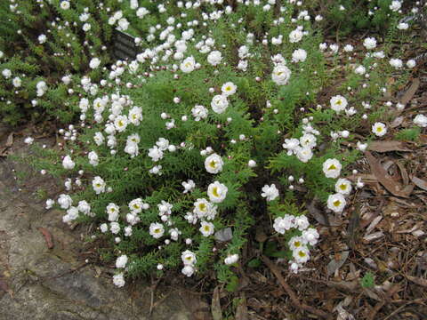 Imagem de Rhodanthe anthemoides (Spreng.) P. G. Wilson