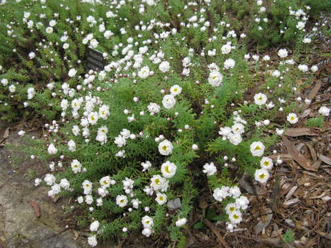 Imagem de Rhodanthe anthemoides (Spreng.) P. G. Wilson