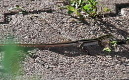Image of Desert Grassland Whiptail