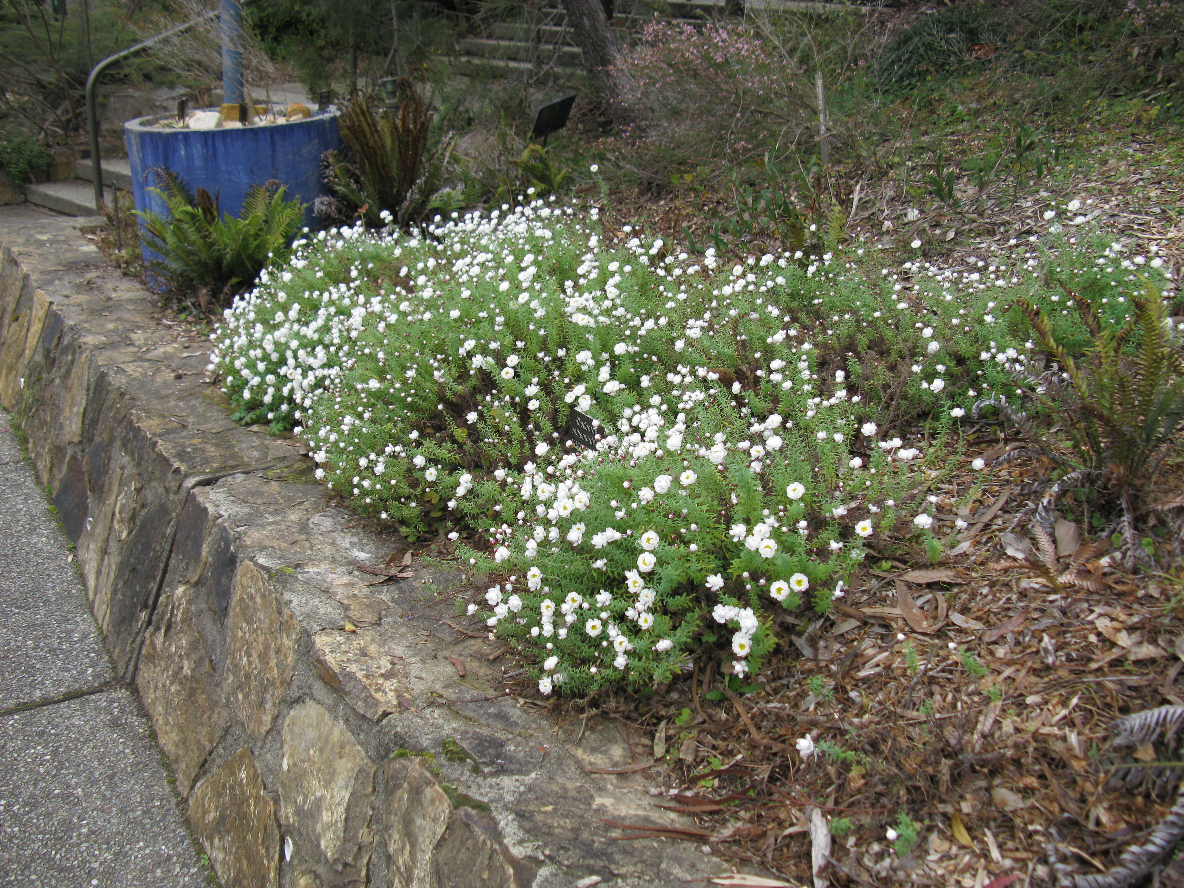 Imagem de Rhodanthe anthemoides (Spreng.) P. G. Wilson