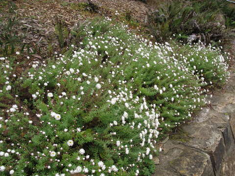 Imagem de Rhodanthe anthemoides (Spreng.) P. G. Wilson