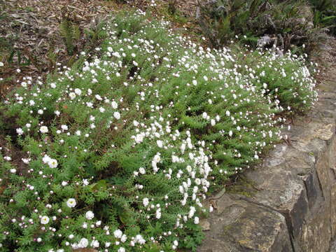 Imagem de Rhodanthe anthemoides (Spreng.) P. G. Wilson