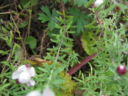 Imagem de Rhodanthe anthemoides (Spreng.) P. G. Wilson