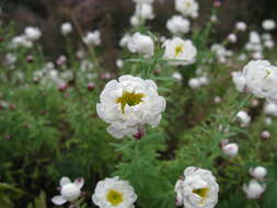 Imagem de Rhodanthe anthemoides (Spreng.) P. G. Wilson