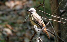 Image of Sulphur-bellied Flycatcher