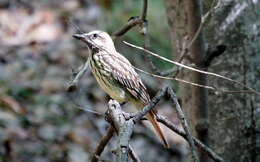 Image of Sulphur-bellied Flycatcher