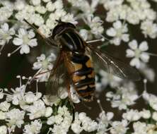 Image of Marsh Hoverfly