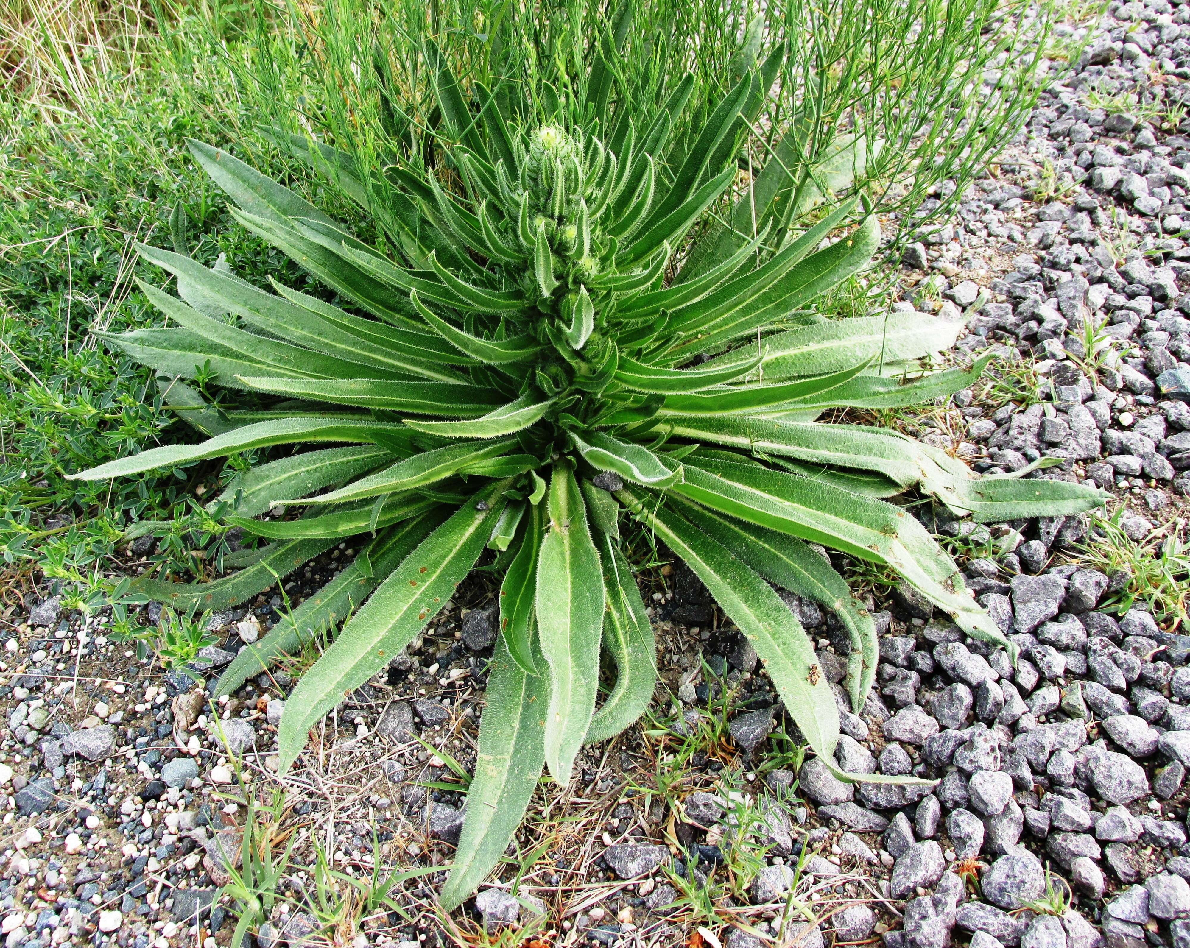 Image of Great Mullein