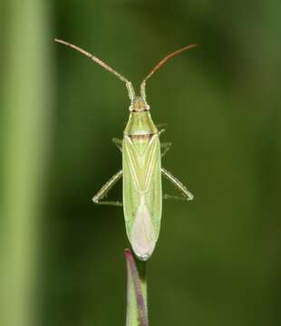 Stenodema calcarata (Fallen 1807) resmi