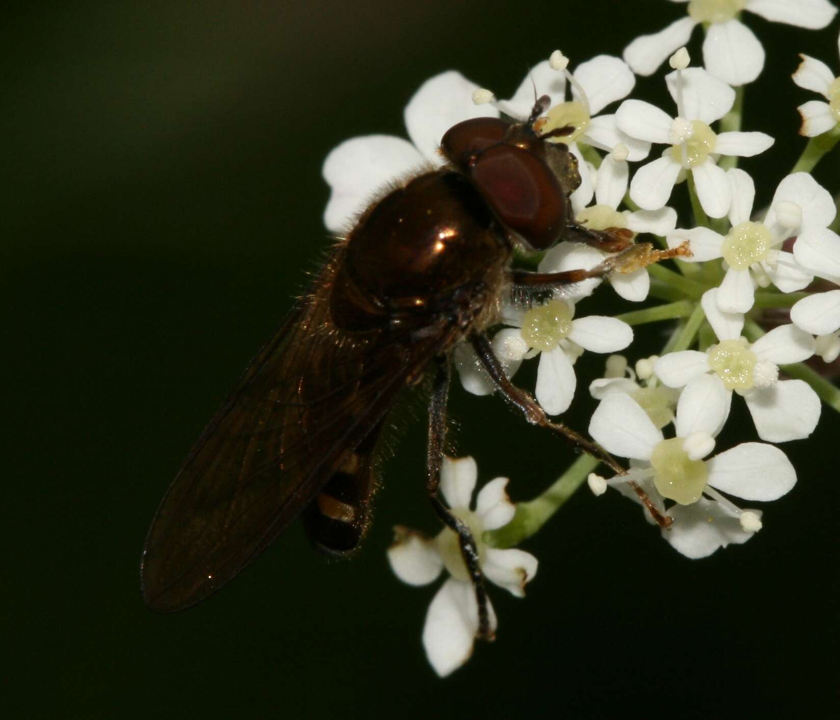 Image of Platycheirus peltatus (Meigen 1822)