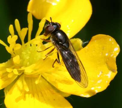 Image of <i>Platycheirus albimanus</i>