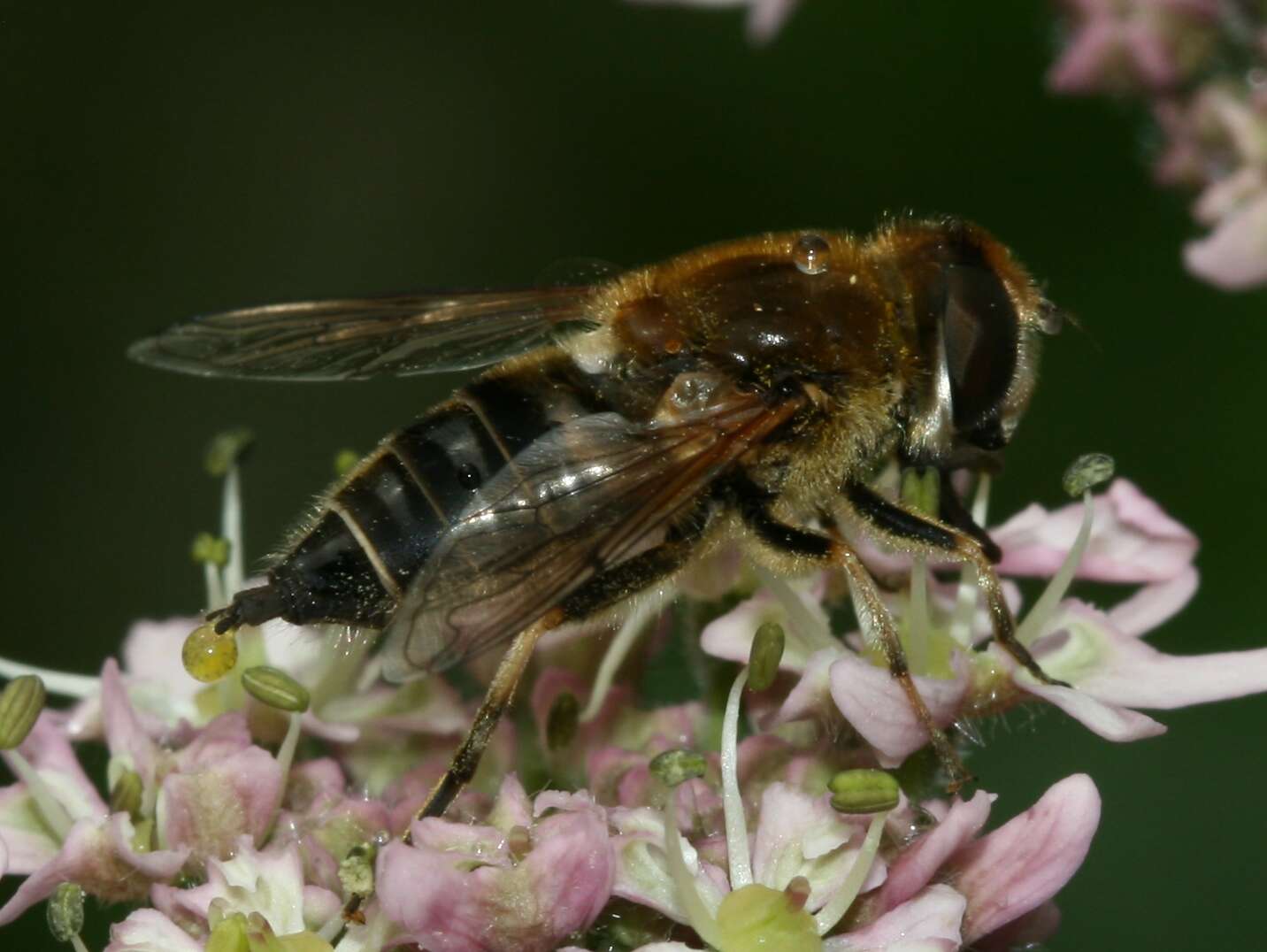 صورة <i>Eristalis nemorum</i>