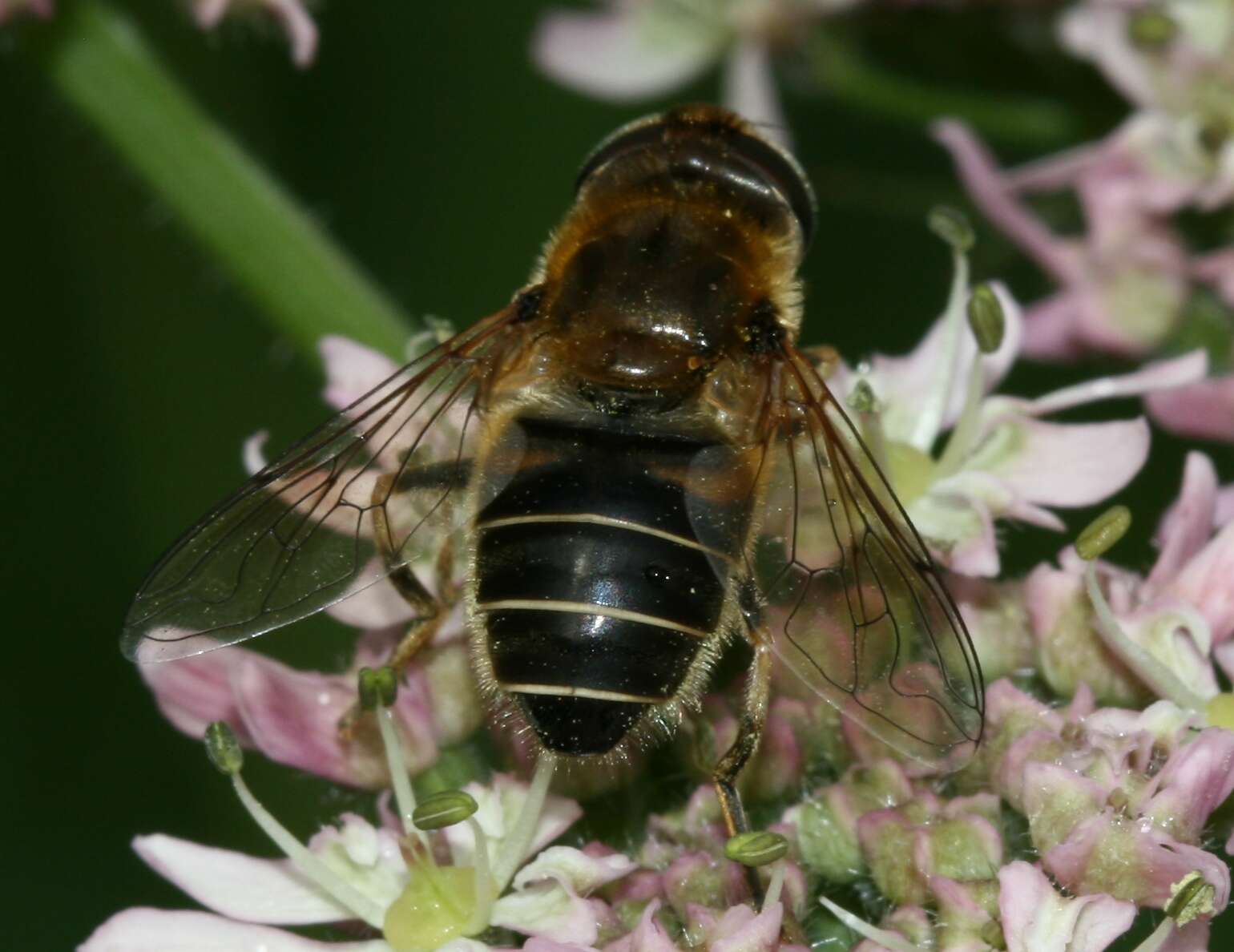 صورة <i>Eristalis nemorum</i>