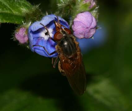 Image of Rhingia campestris Meigen 1822