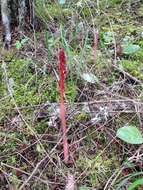 Image of Spotted coralroot