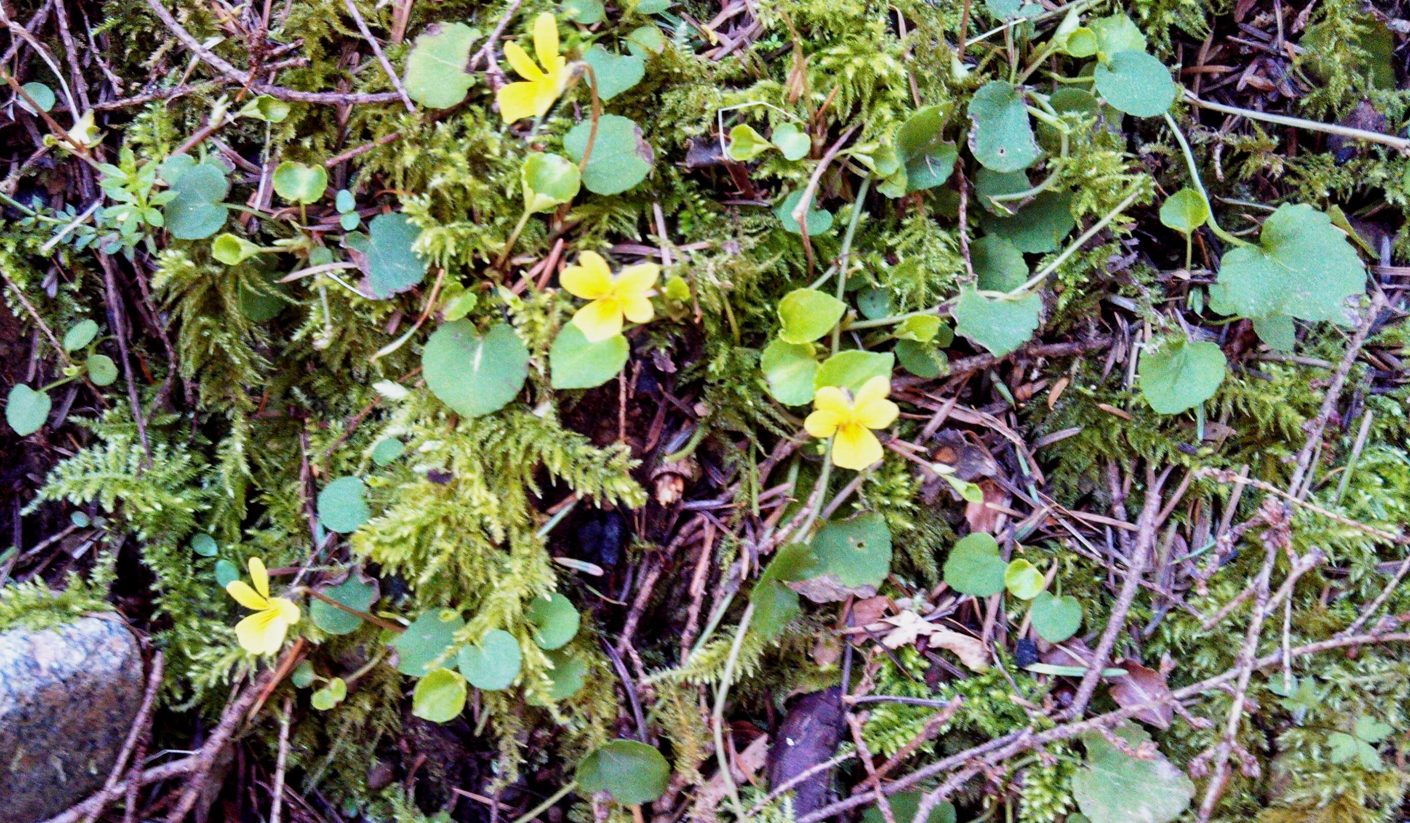 Image of Evergreen Violet