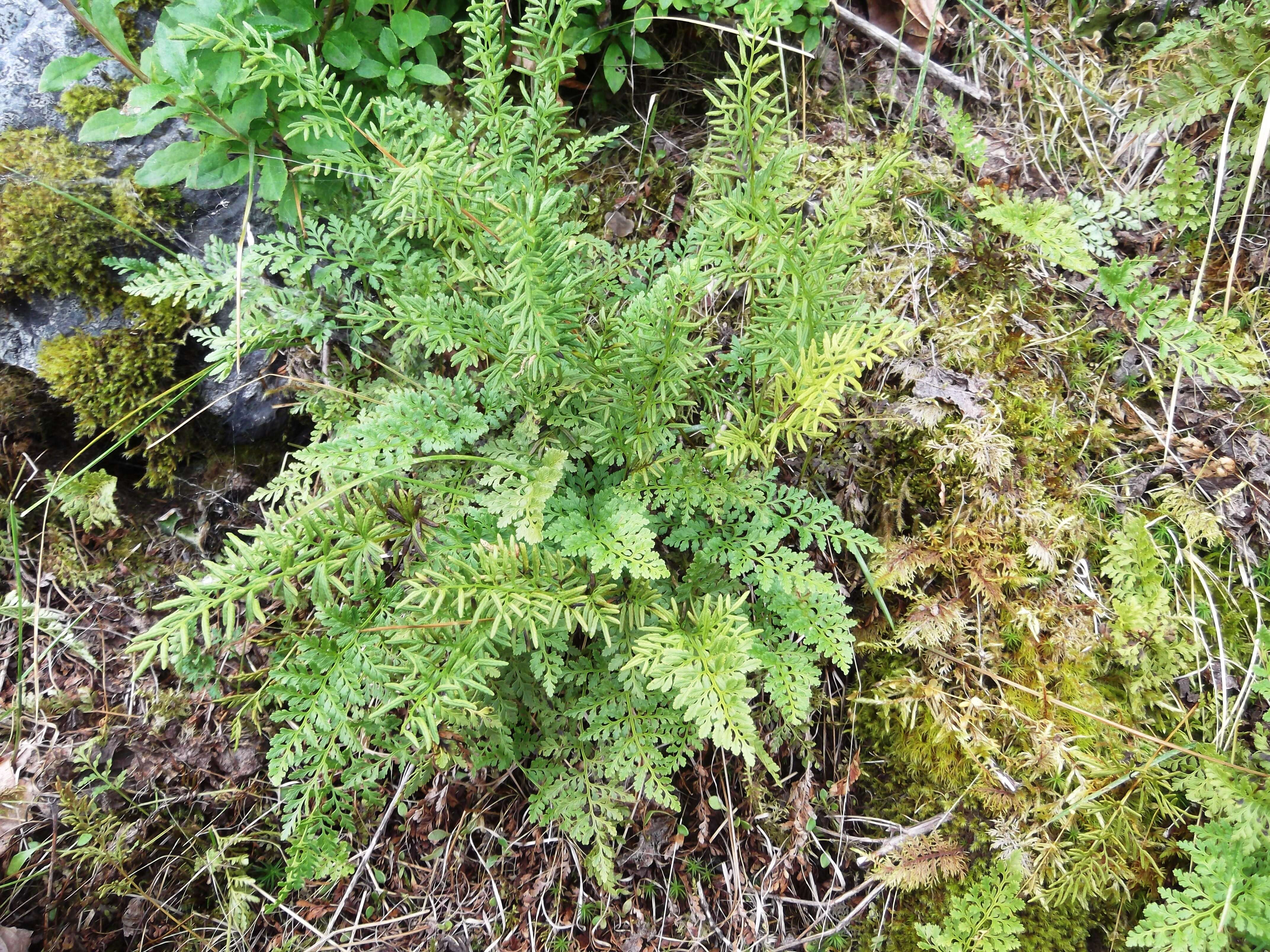 Sivun Cryptogramma acrostichoides R. Br. apud Richards. kuva