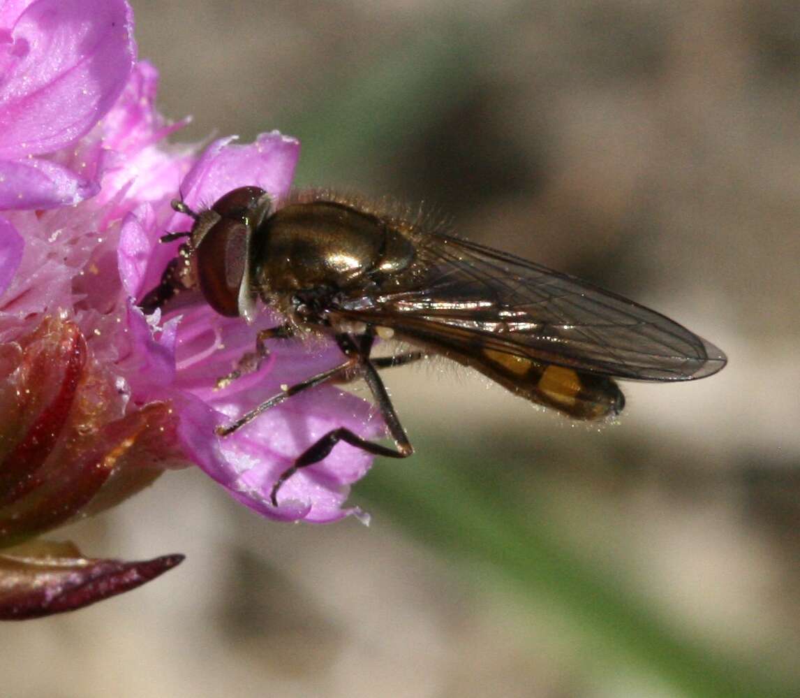 Image of Platycheirus manicatus (Meigen 1822)