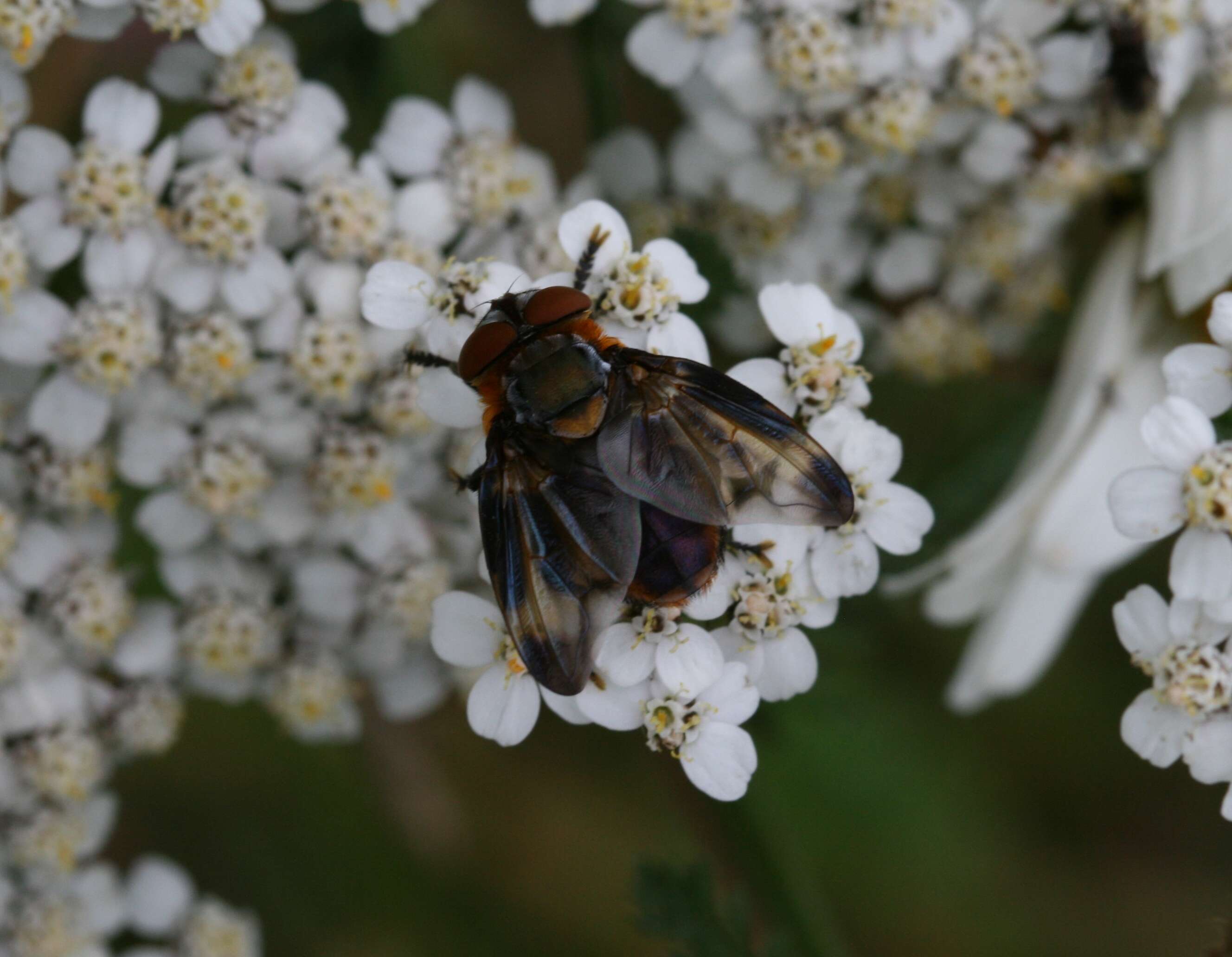 Image of Phasia hemiptera (Fabricius 1794)