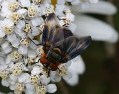 Image of Phasia hemiptera (Fabricius 1794)