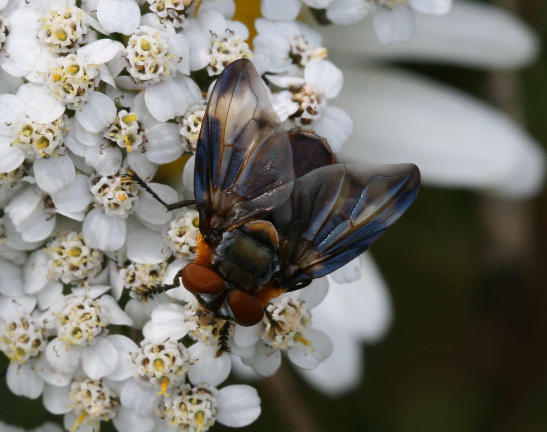 Image of Phasia hemiptera (Fabricius 1794)