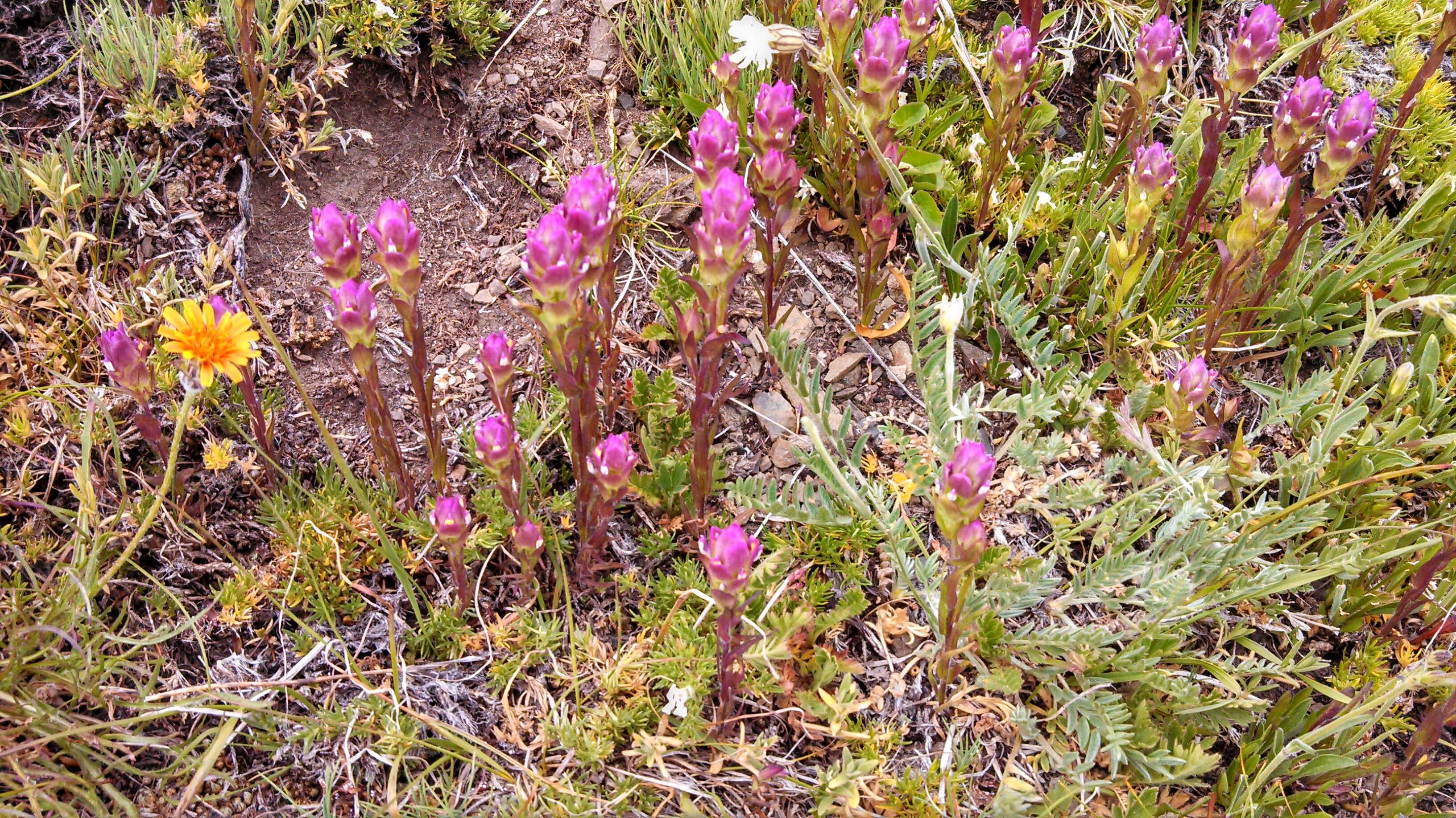 Image of mountain owl's-clover