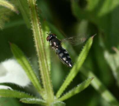 Image of <i>Platycheirus albimanus</i>