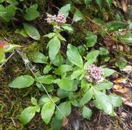 Image of Mountain Heliotrope