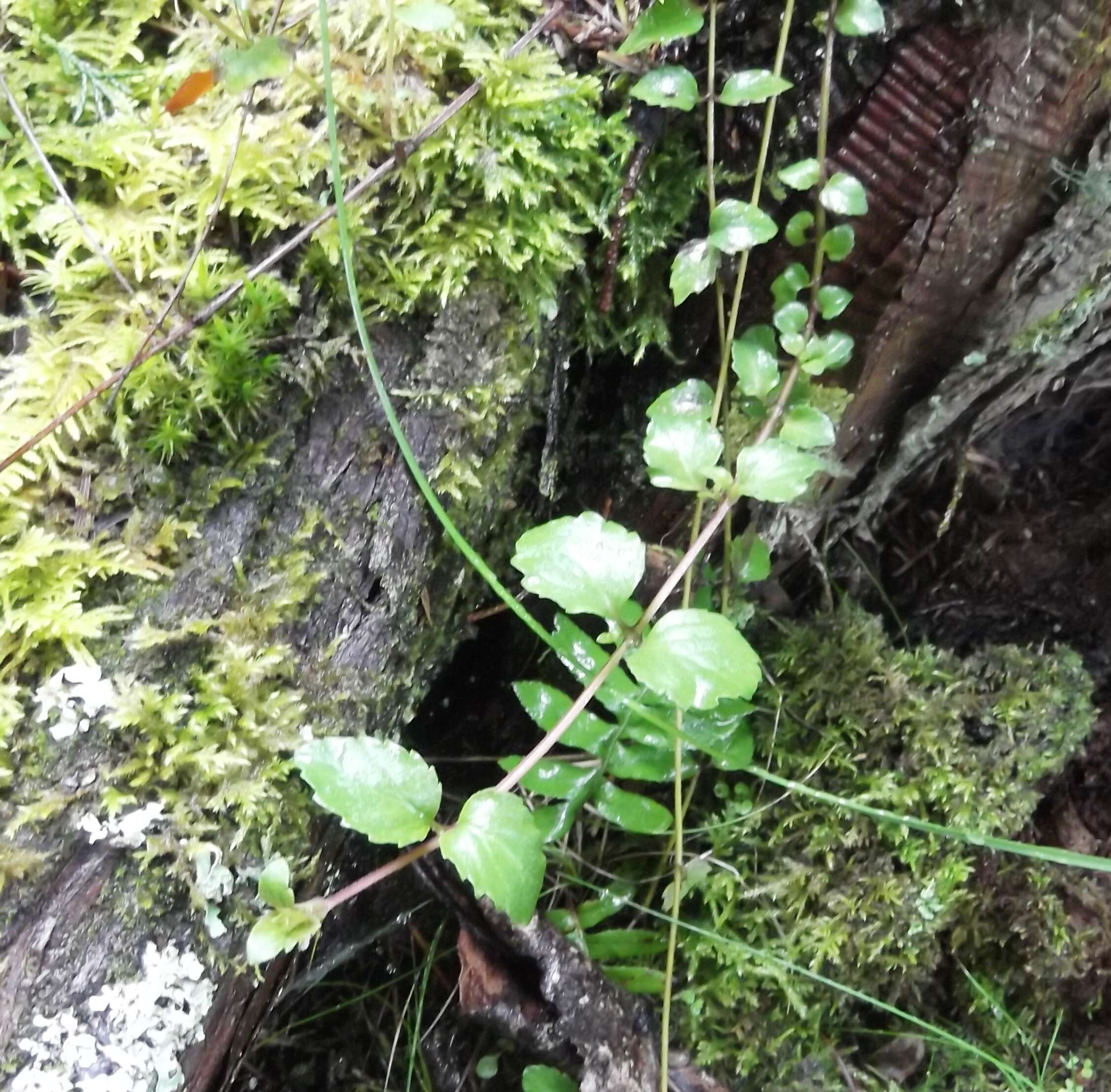 Plancia ëd Micromeria douglasii Benth.