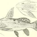 Image of Synodontis haugi Pellegrin 1906