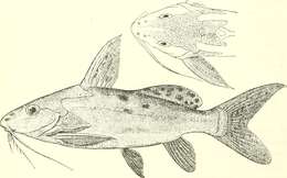 Слика од Synodontis haugi Pellegrin 1906