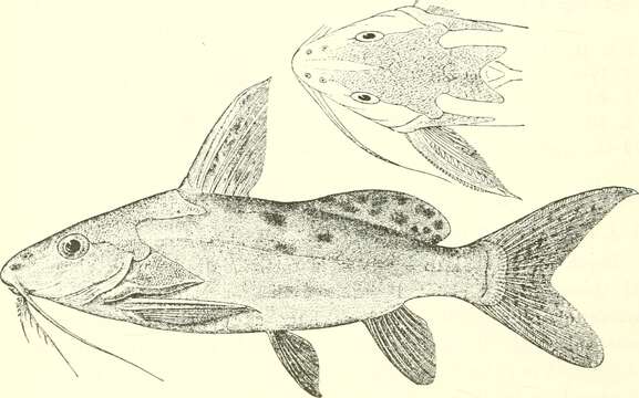 Image of Synodontis haugi Pellegrin 1906