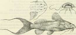 Image of Synodontis caudalis Boulenger 1899