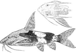 Image of Synodontis batesii Boulenger 1907