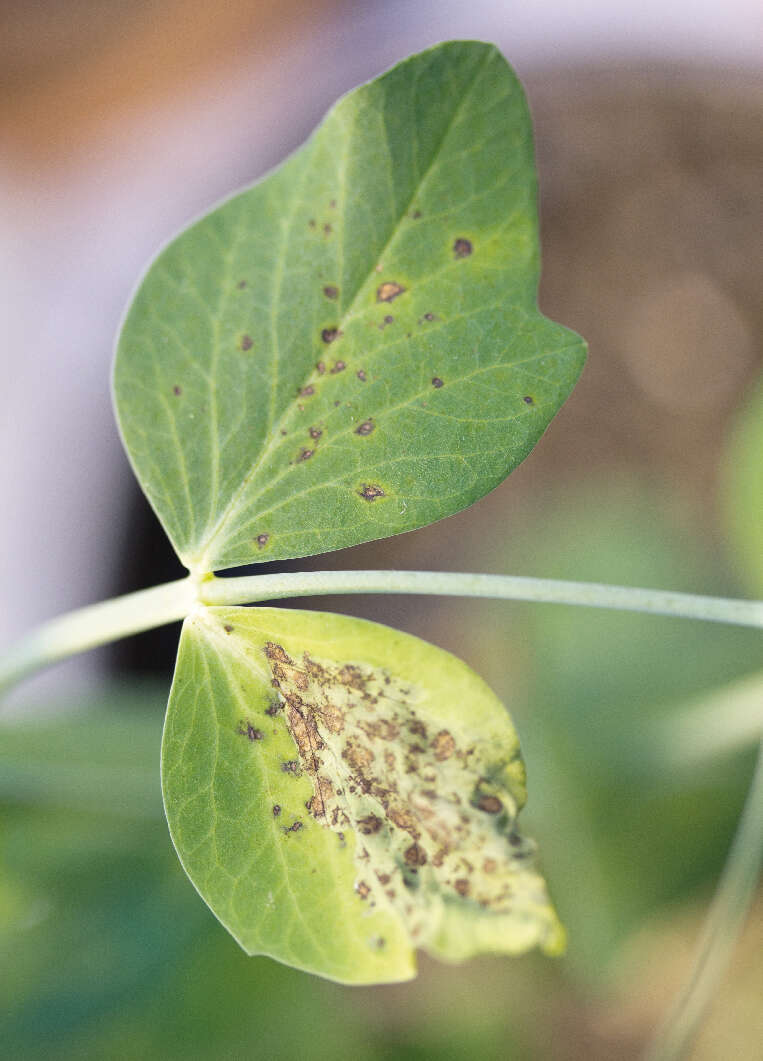 Image of Peyronellaea pinodes (Berk. & A. Bloxam) Aveskamp, Gruyter & Verkley 2010