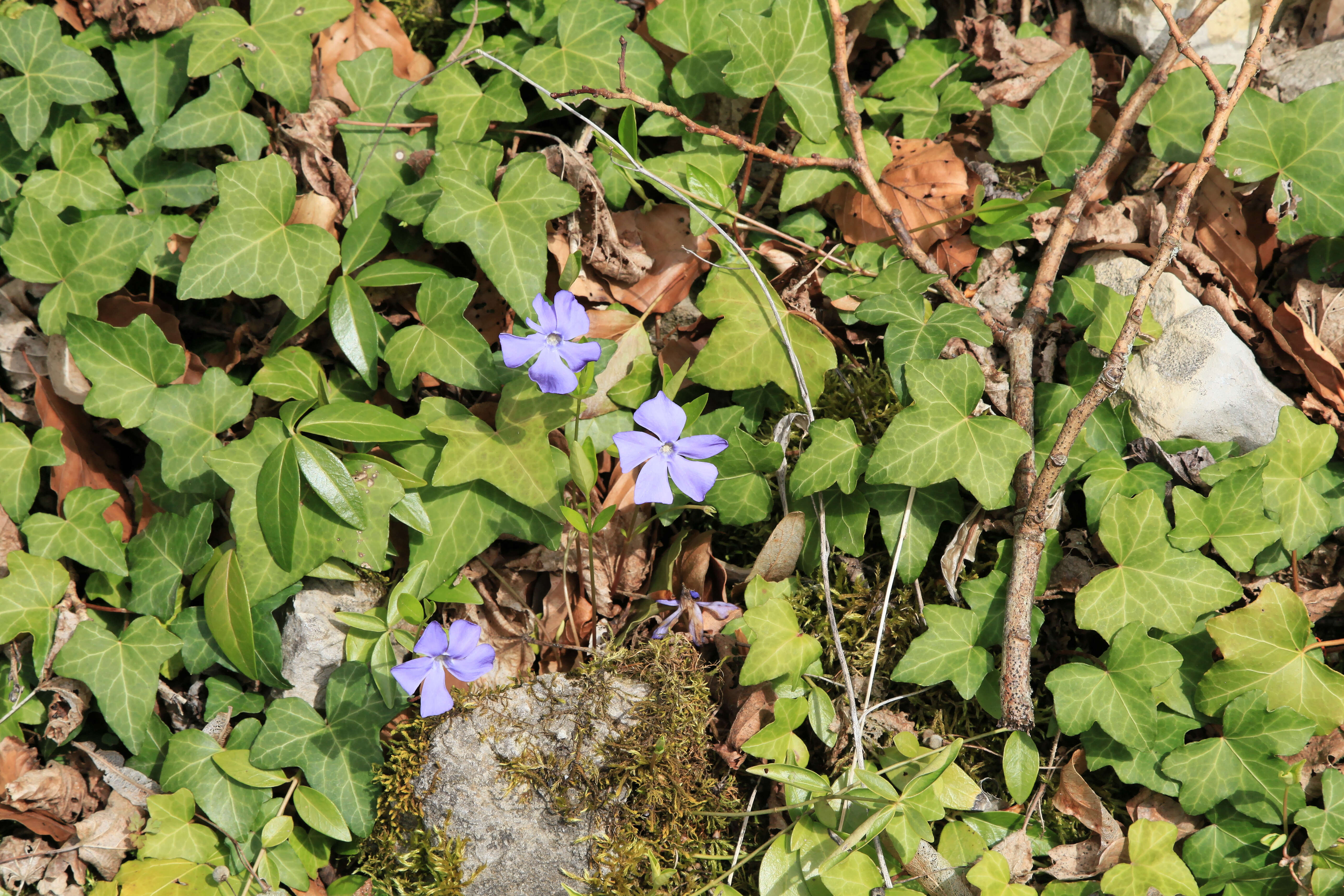 Image of English ivy