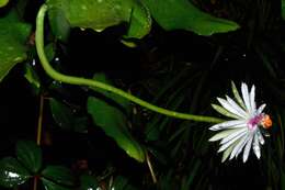 Image of Epiphyllum baueri Dorsch