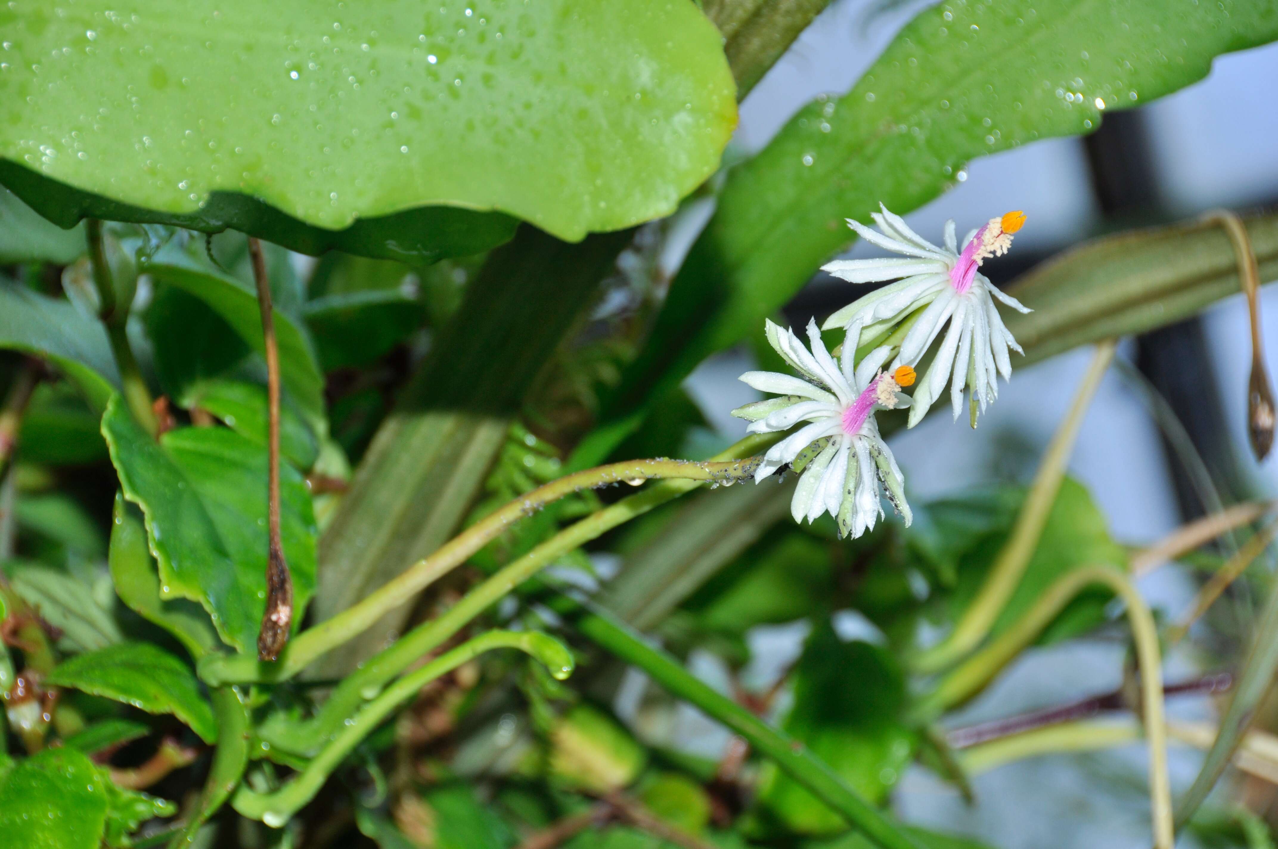 Image of Epiphyllum baueri Dorsch