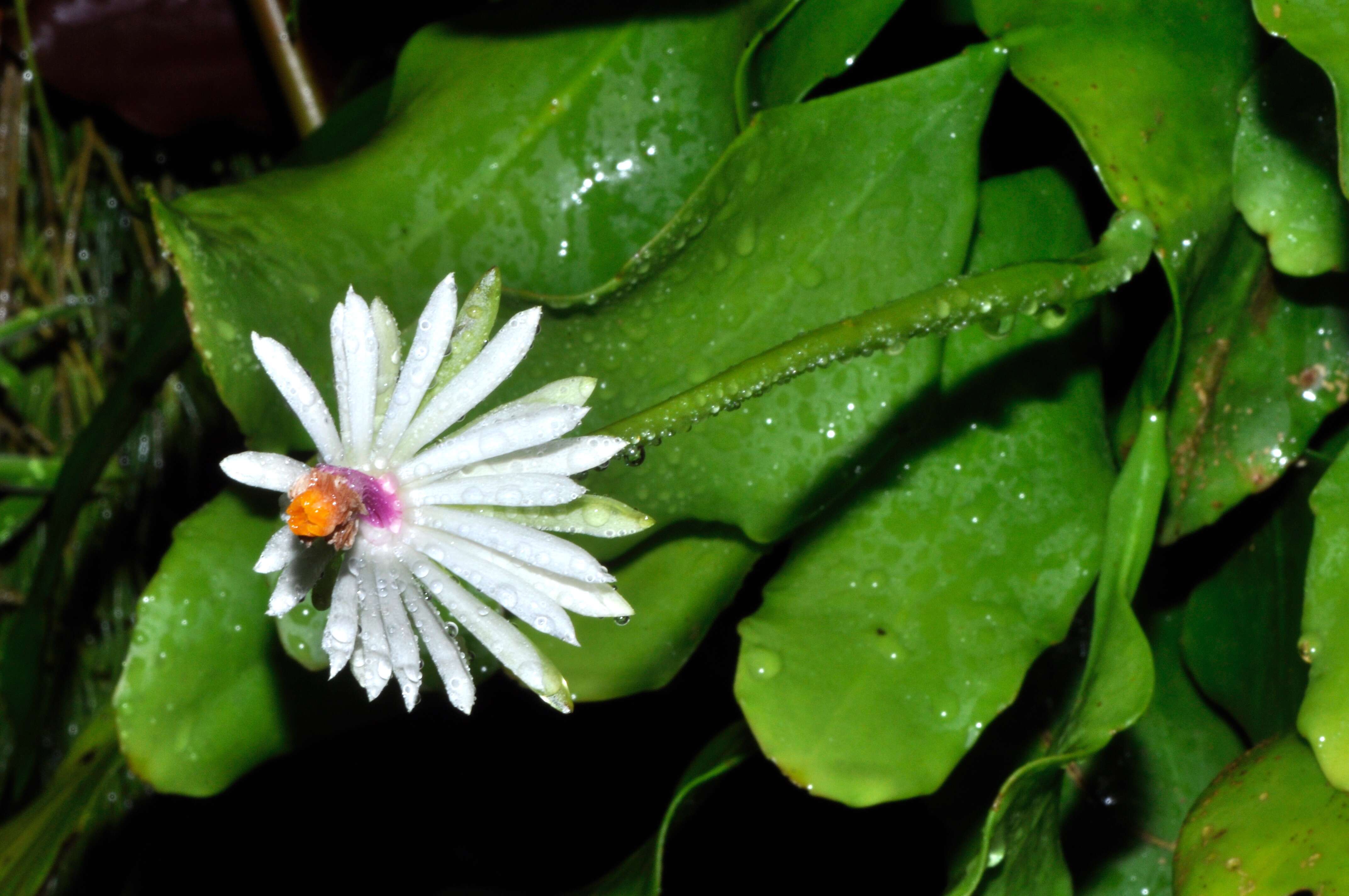 Image of Epiphyllum baueri Dorsch