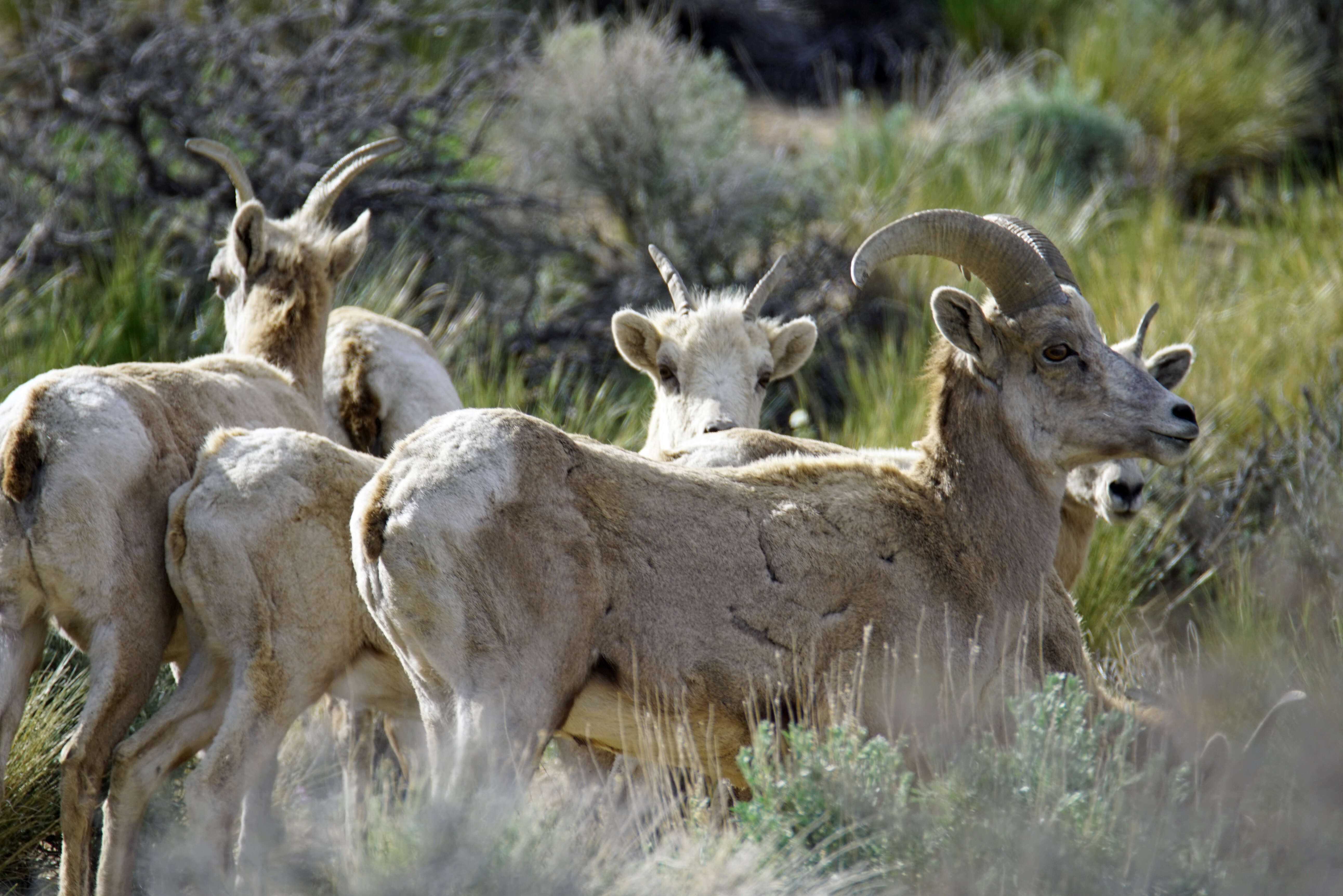 Image of Sierra Nevada bighorn sheep