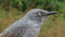 Image of Sierra Leone Prinia