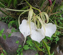 Imagem de Brassavola nodosa (L.) Lindl.