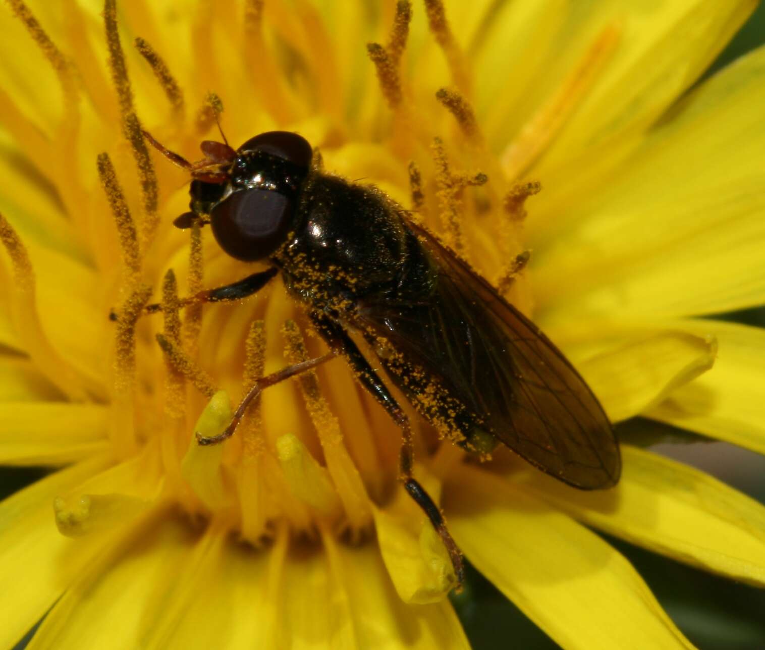 Image of Cheilosia pagana (Meigen 1822)